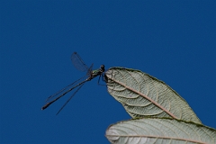 David Plant Photography - Wildlife Photography - Willow emerald damselfly - E